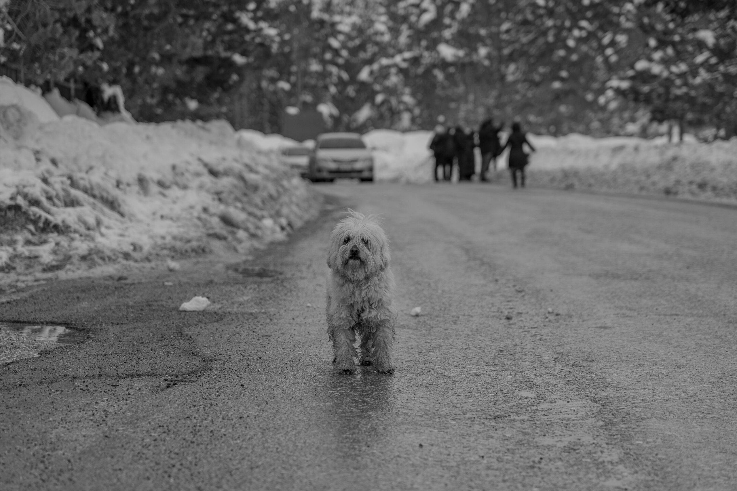 A small dog stands alone on a snowy road in Mudurnu with people in the background.