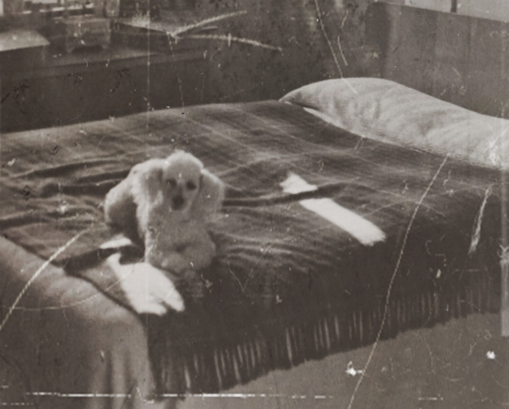 A charming white poodle rests on a bed in an antique-styled bedroom with a vintage feel.